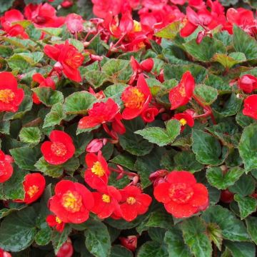 Begonia multiflora Flamboyant - Knolbegonia