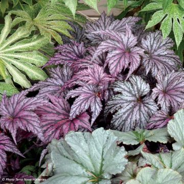 Begonia Garden Angel Plum - Bladbegonia