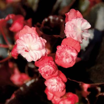 Begonia Gumdrop Coco Roze - Waterbegonia