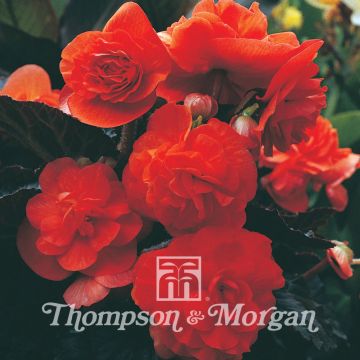 Begonia tuberhybrida Midnight Beauty Oranje (zaad) - Knolbegonia