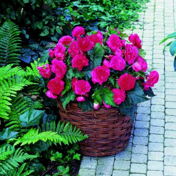 Begonia tuberhybrida Multiflora Maxima Roze - Knolbegonia