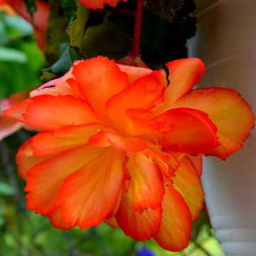 Begonia tuberhybrida Non-Stop Oranje F1 (zaad) - Knolbegonia