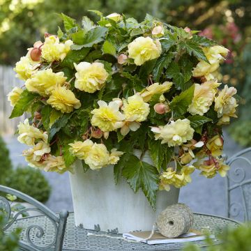 Begonia Odorata Sunny Dream - Knolbegonia