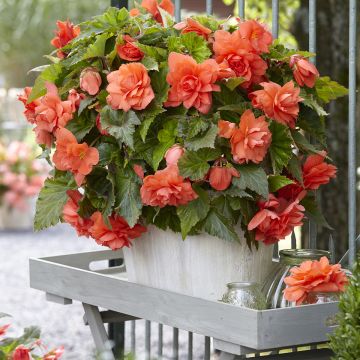 Begonia tuberhybrida Cascade Salmon - Knolbegonia