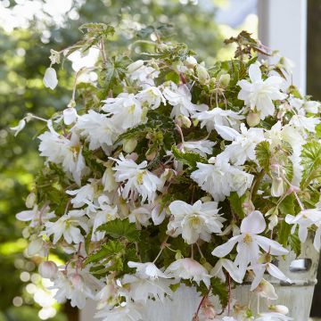 Begonia tuberhybrida Cascade Wit - Knolbegonia