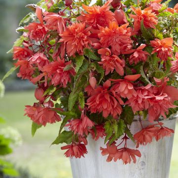 Begonia tuberhybrida Pendula Salmon - Knolbegonia