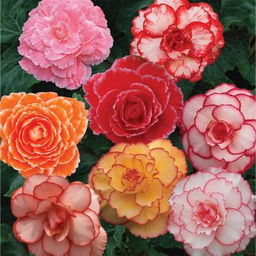 Begonia semperflorens Picotée Mix (zaad) - Waterbegonia