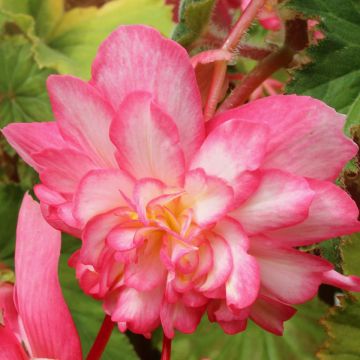 Begonia pendula Pink Balcony - Hangbegonia
