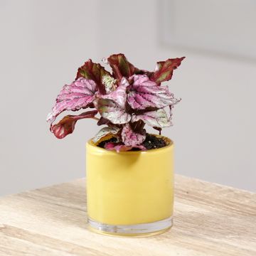 Begonia Rex Hugh McLauchlan - Bladbegonia