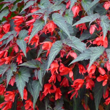 Begonia Summerwings Dark Elegance - Hangbegonia