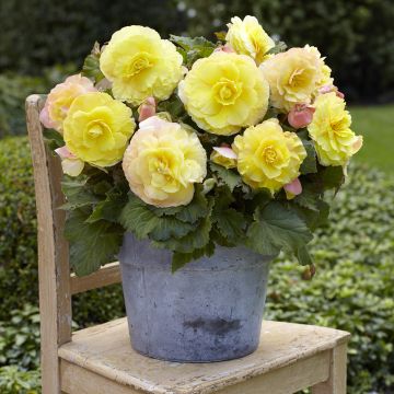 Bégonia tubéreux jaune double - Begonia Superba Yellow