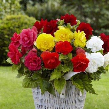 Begonia tuberhybrida Grandiflora Mix 8 Couleurs - Knolbegonia