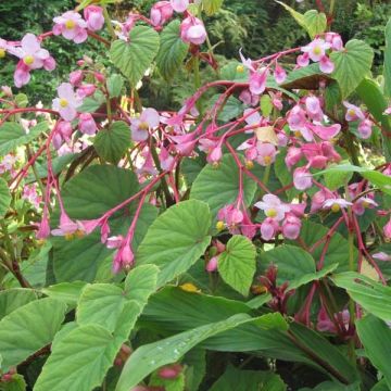 Begonia grandis subsp. evansiana - Scheefblad