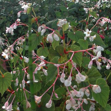 Begonia grandis subsp. evansiana var. alba - Scheefblad