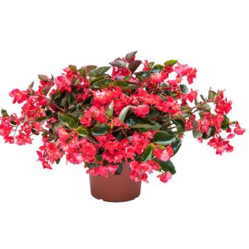 Begonia Viking Trailing Roze - Begonia