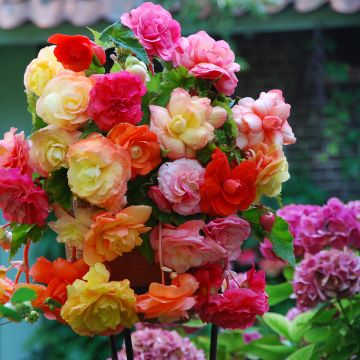 Begonia tuberhybrida Splendide Mix 3 Couleurs - Knolbegonia