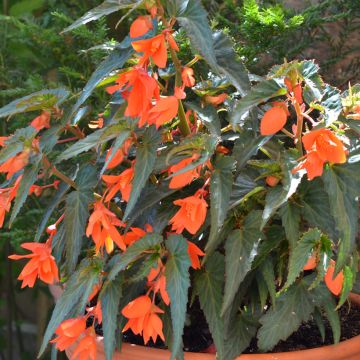 Begonia boliviensis Summerwings Oranje - Hangbegonia
