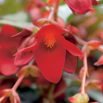 Begonia Summerwings Deep Rood - Hangbegonia