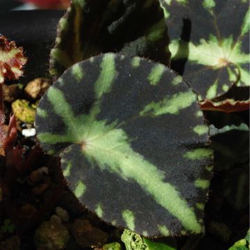 Begonia cleopatrae - Bladbegonia