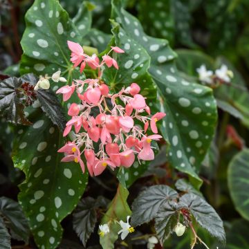 Begonia Wings maculata Silverspot - Stengelbegonia