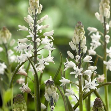 Bellevalia romana - Druifhyacint