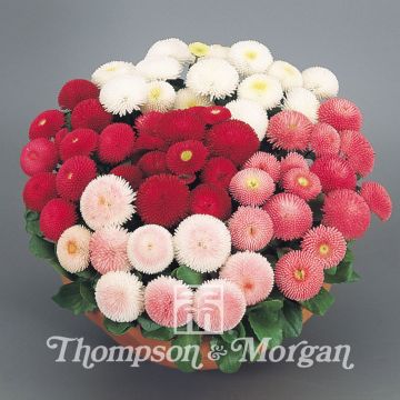 Madeliefje Tasso Mixed (zaad) - Bellis perennis