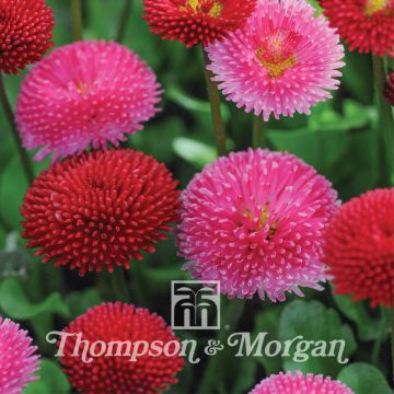 Madeliefje Pomponette Mixed (zaad) - Bellis perennis