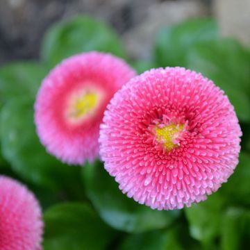 Madeliefje roze  - Bellis perennis
