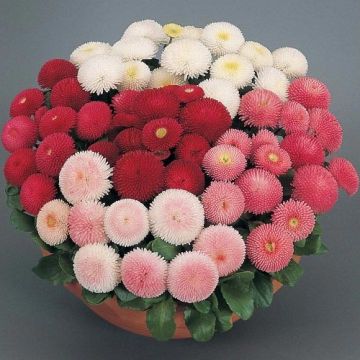 Madeliefje Tasso Mixed - Bellis perennis