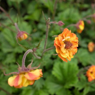 Geum Cocktail Alabama Slammer - Nagelkruid