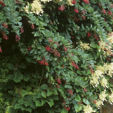 Berberidopsis corallina - Plante corail