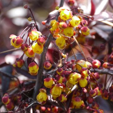Berberis Thunderbolt - Japanse berberis