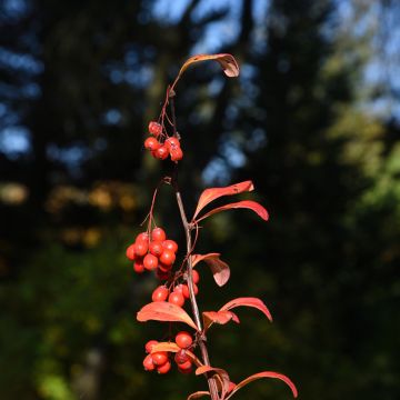 Berberis koreana - Koreaanse berberis