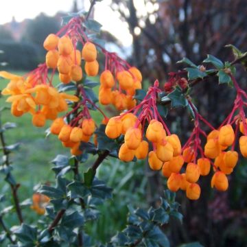 Berberis lologensis Apricot Queen - Zuurbes