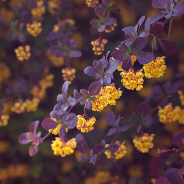 Berberis ottawensis Auricoma - Zuurbes Auricoma