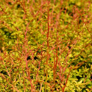 Berberis thunbergii Golden Dream - Japanse berberis