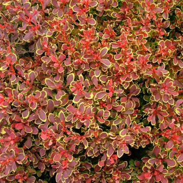 Berberis thunbergii Golden Ruby - Japanse berberis