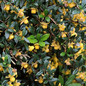 Berberis gagnepainii Chenaultii - Zuurbes