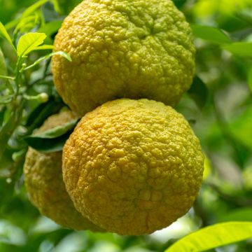 Bergamot - Citrus bergamia Fantastico