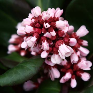 Bergenia Bach - Schoenlappersplant