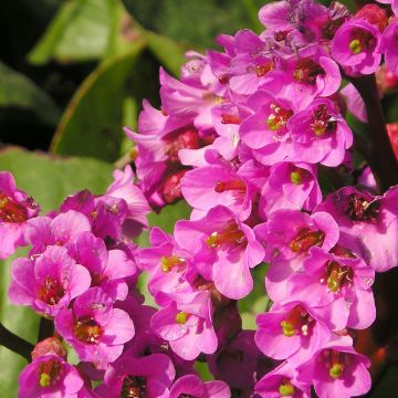 Bergenia cordifolia Bartok - Schoenlappersplant