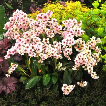 Bergenia Dragonfly Angel Kiss - Schoenlappersplant