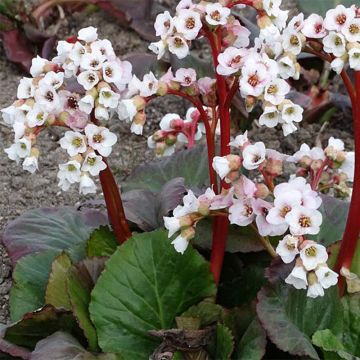 Bergenia Jelle - Schoenlappersplant