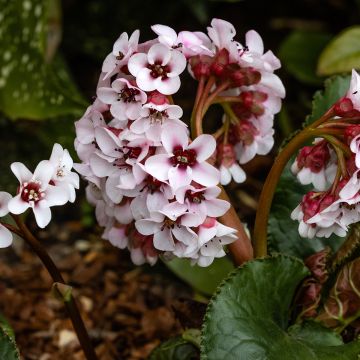 Bergenia ciliata - Schoenlappersplant