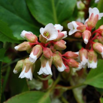Bergenia cordifolia Silberlicht - Schoenlappersplant
