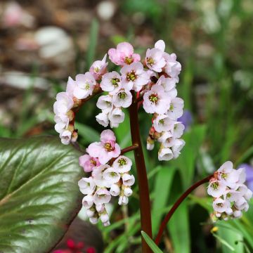 Bergenia schmidtii - Schoenlappersplant