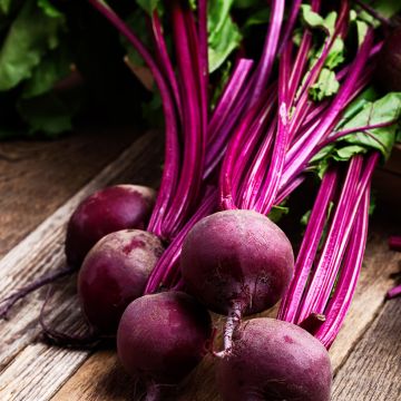 Rode biet Cardeal F1