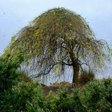 Betula pendula Magical Globe - Ruwe berk