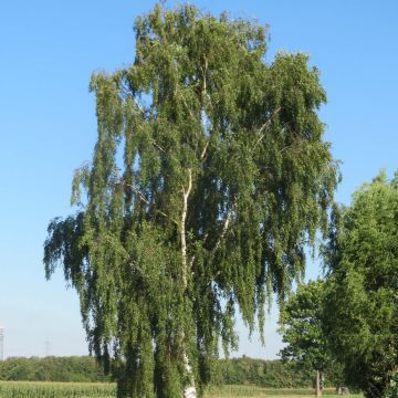 Betula pendula - Ruwe berk