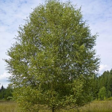 Betula pubescens - Ruwe berk